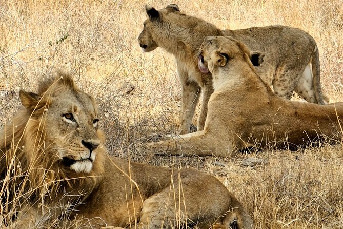 Nairobi National Park Private Tour (Morning/Afternoon Options) - Nairobi National Park safari rhythm, stop-by-stop inside the park