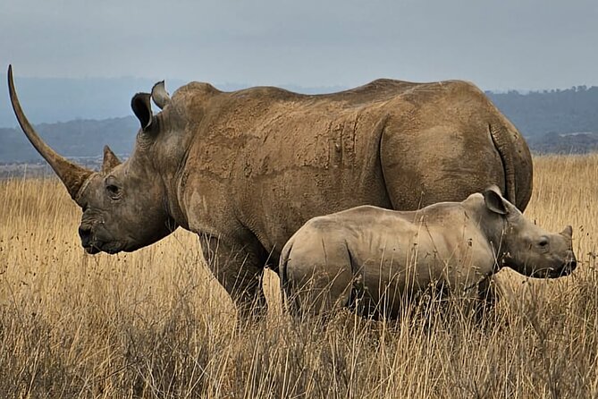 Nairobi National Park Private Tour (Morning/Afternoon Options) - Price and value: what $88 gets you, and what you should budget extra for