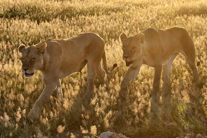 Nairobi National Park Private Tour (Morning/Afternoon Options) - Morning vs afternoon options: how to choose the right departure