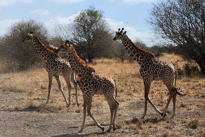 Nairobi National Park Private Tour (Morning/Afternoon Options) - What to bring for a smoother rhino and wildlife day