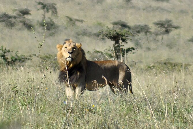 Nairobi National Park Private Tour (Morning/Afternoon Options) - Rhino luck: black and white sightings in the same safari route