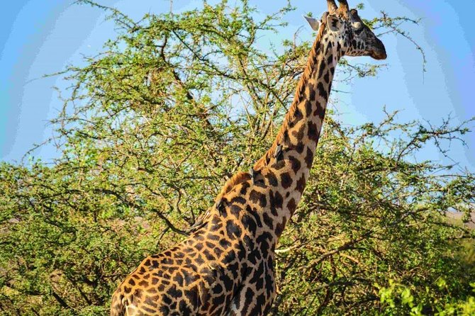 Nairobi National Park Safari - Morning Slot: Pickup Around 6:00am and a Safari Drive to About 1:00pm