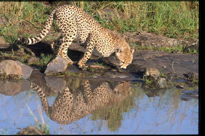 Nairobi National Park Safari - Wildlife Viewing Tips That Actually Fit a Half-Day