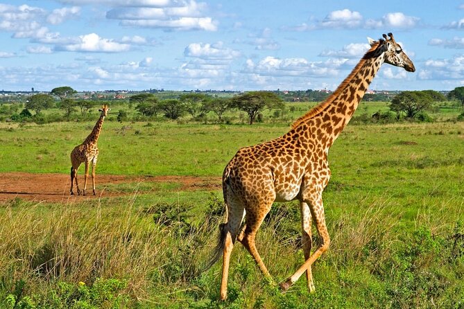 Nairobi National Park Safari Tour - Hotel Pickup to Nairobi National Park: Timing, Traffic, and What to Expect