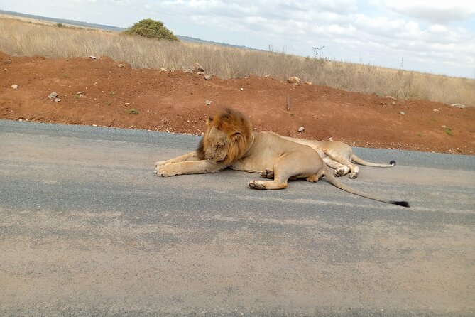 Nairobi National Park Safari With a Visit to Giraffe Center. - Passing a Coffee Stop Before the Giraffe Centre