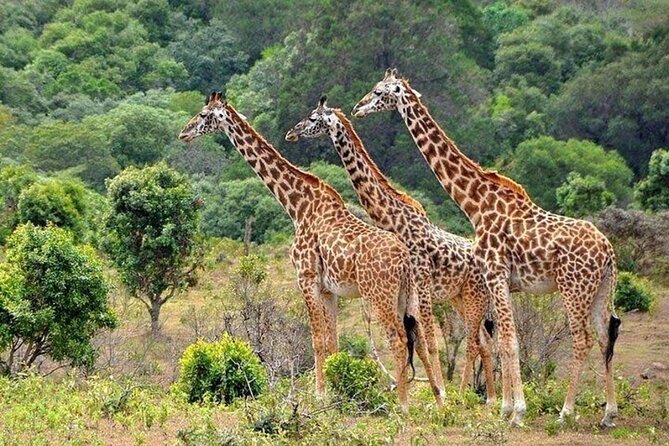 Nairobi National Park Safari With a Visit to Giraffe Center. - Price and Fees, The Real Math for Your Safari Day