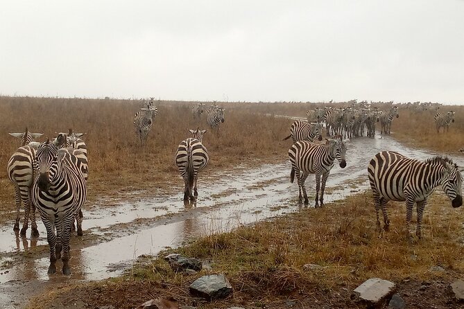 Nairobi National Park Safari With a Visit to Giraffe Center. - Timing, Duration, and What You Should Actually Plan For