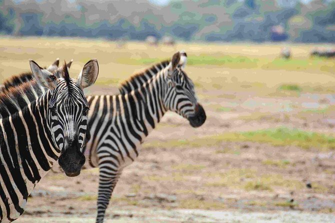 Nairobi National Park Safari - Afternoon Slot: 1:00pm to About 5:00pm for a Slower Pace