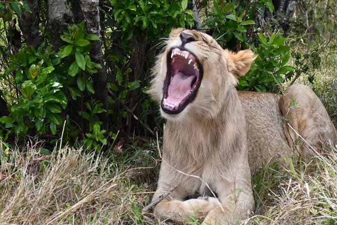 Nairobi National Park Shared Tour - Pickup at 6:00 am: Start Smooth, Not Stressful