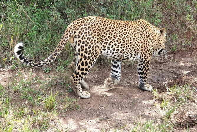 Nairobi National Park, Sheldrick Elephant, Giraffe Centre Tour - Giraffe Centre: close encounters you can feel