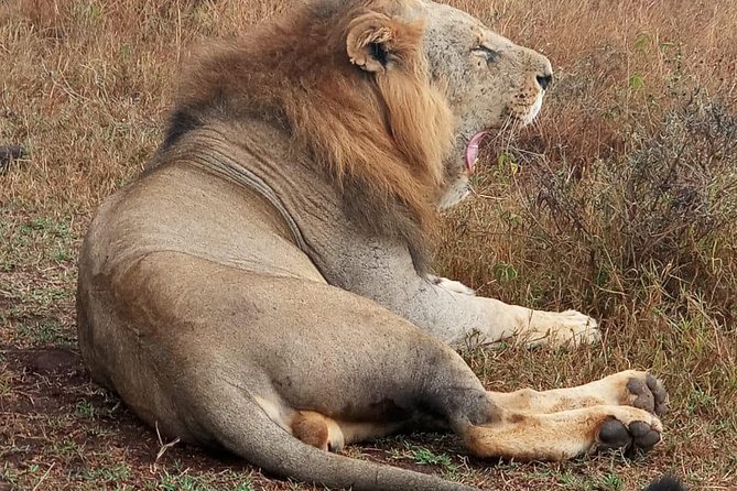 Nairobi National Park, Sheldrick Elephant, Giraffe Centre Tour - Transport and comfort: what the open-roof van does for you