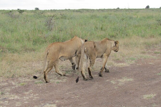 Nairobi National Park Sheldrick & Giraffe Centre Day Trip - Comfort, Route, and Timing, How the Day Fits Together