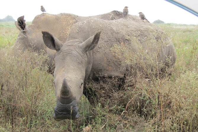 Nairobi National Park Sheldrick & Giraffe Centre Day Trip - Value for Money, What $51.86 Covers and What You Still Need