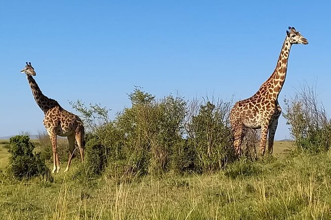 Nairobi National park sun rise game drive with pickup & drop-off - Nairobi National Park at first light: what you can realistically hope to see