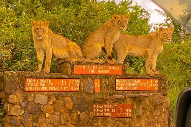 Nairobi National park sun rise game drive with pickup & drop-off - Crocodiles, hyenas, and the Dam area effect