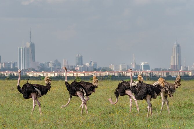 Nairobi National park sun rise game drive with pickup & drop-off - Safari photo stops: Impala Picnic and the ivory-burning site