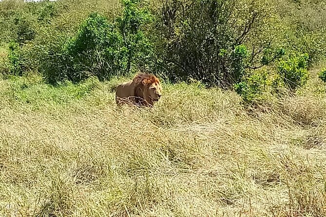 Nairobi National park sun rise game drive with pickup & drop-off - Timing and the 10:30 am exit, plus the coffee stop outside the park