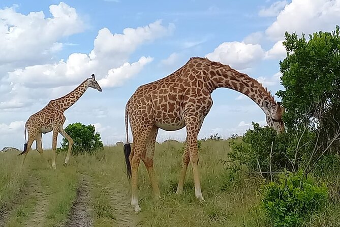 Nairobi National park sun rise game drive with pickup & drop-off - Getting picked up at 6:00 am, then settling into the right pace