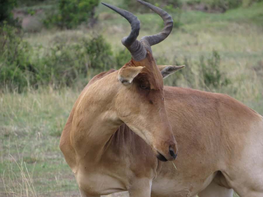 Nairobi national park: Sunrise and Sunset Tours - Key highlights worth waking up for