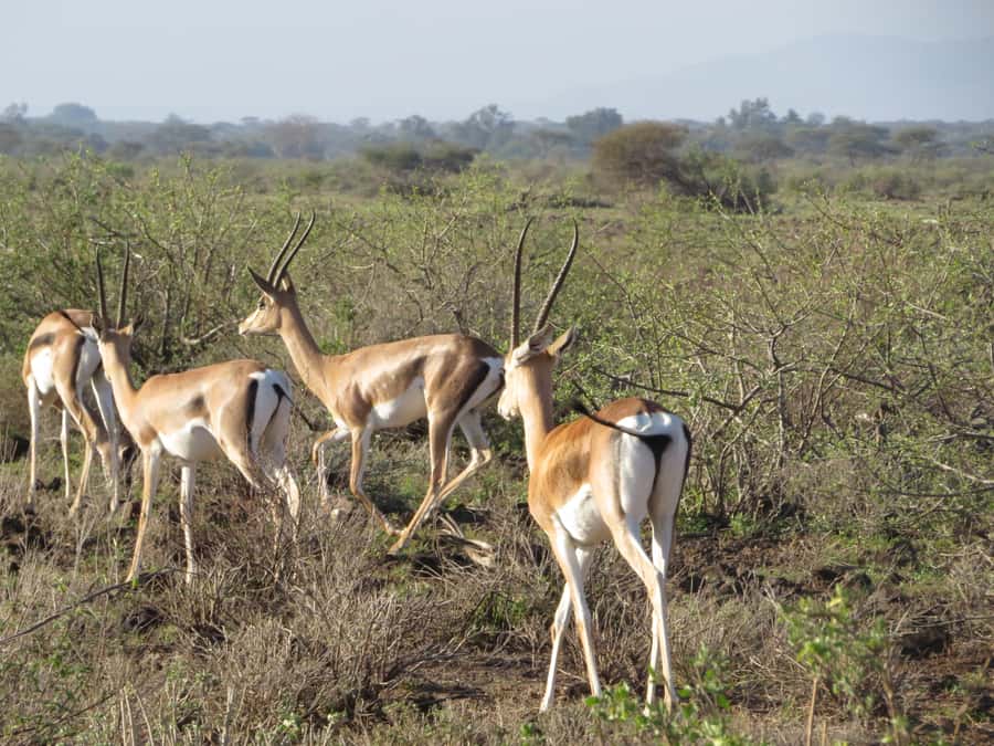 Nairobi national park: Sunrise and Sunset Tours - Sunrise vs sunset versions, what changes and what stays the same