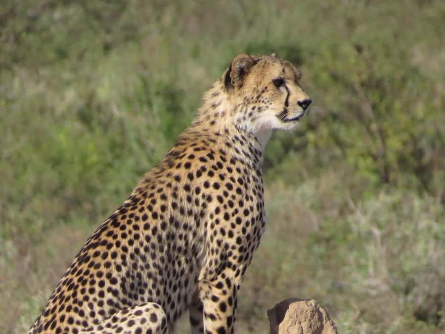 Nairobi national park: Sunrise and Sunset Tours - Price and park fees, the real budget math