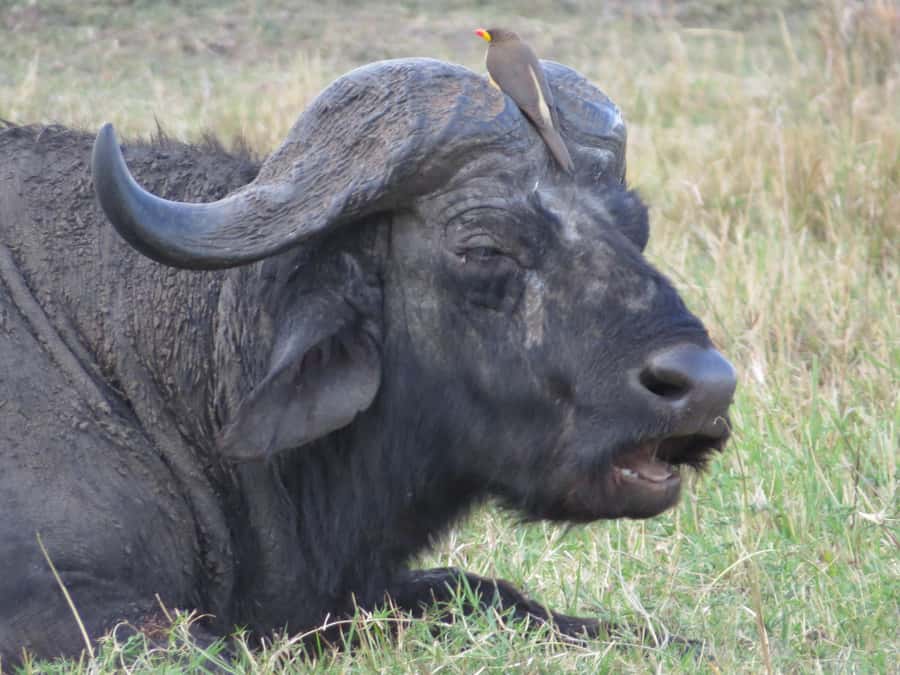Nairobi national park: Sunrise and Sunset Tours - Getting picked up and transferred, so you actually arrive for sunrise