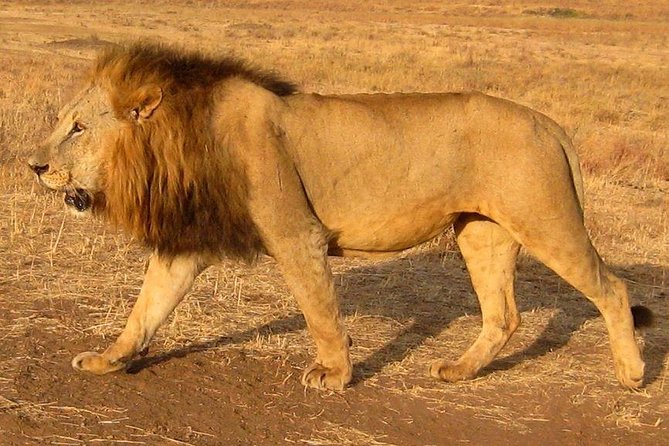 Nairobi National Park Tour - Why Nairobi National Park is perfect for a half-day safari