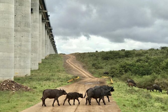 Nairobi National Park Tour - Wildlife odds: lions, rhino, and the Big Five mix