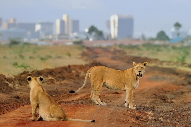Nairobi National Park Tour - Comfort, packing, and small rules that save headaches