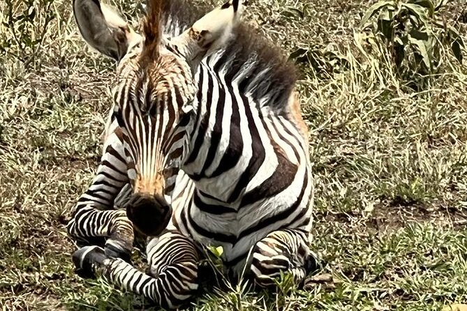 Nairobi National Park Tour From 0600hrs - 1130hrs or From 1300hrs - 1800hrs - The Two Departure Windows, and How to Pick One