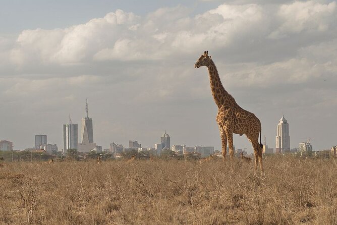 Nairobi National Park Tour - Inside the park: how the safari game drive actually feels