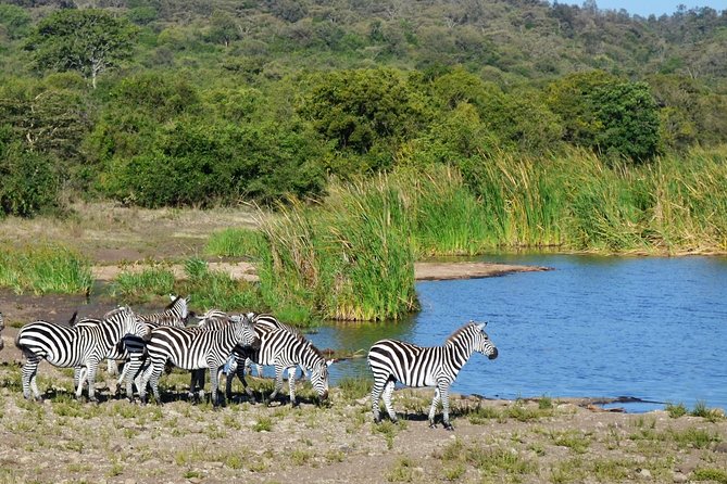 Nairobi National park - The 4x4WD game drive: what you can realistically expect