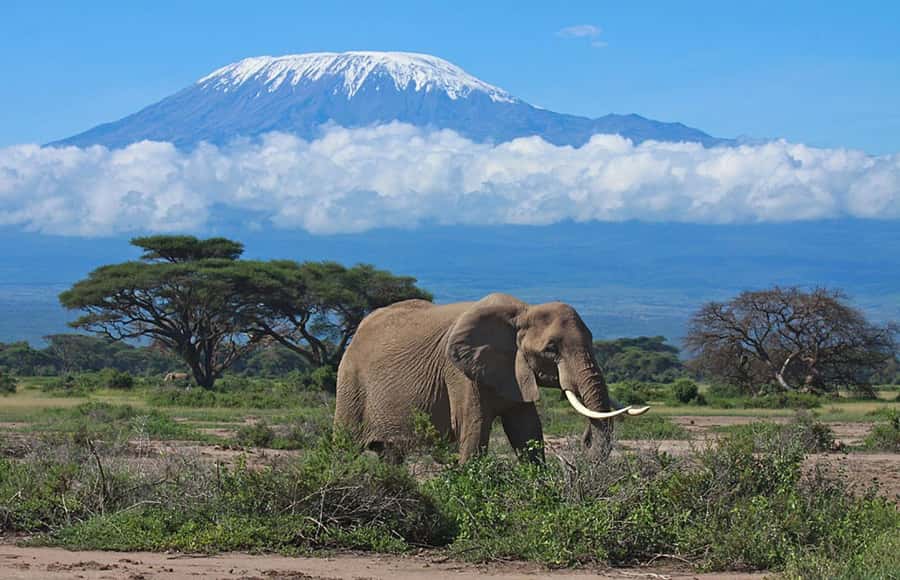 Nairobi: Overnight Safari Trip to Amboseli National Park - Quick hits from this Nairobi to Amboseli overnight safari