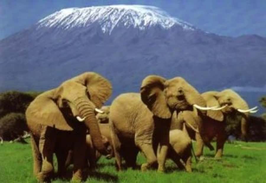 Nairobi: Overnight Safari Trip to Amboseli National Park - Day 1 in Amboseli: lunch, a rest, then prime game viewing