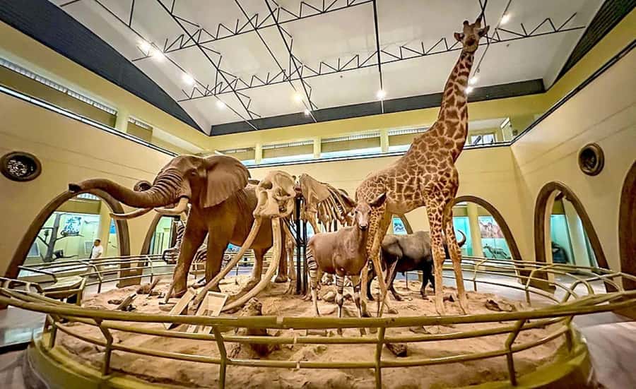 Nairobi Park, Giraffe & Elephant Orphanage with Museum Visit - Nairobi National Park, giraffes, elephants, and a museum, in one tight 8 hours