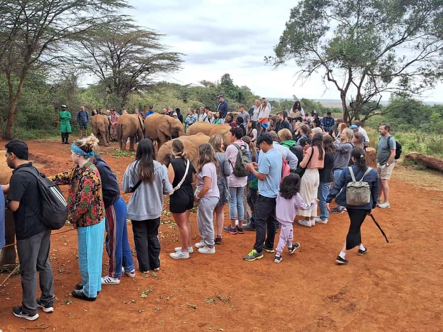 Nairobi Park, Giraffe & Elephant Orphanage with Museum Visit - Museum of Illusions Nairobi: a guided culture stop to reset your brain
