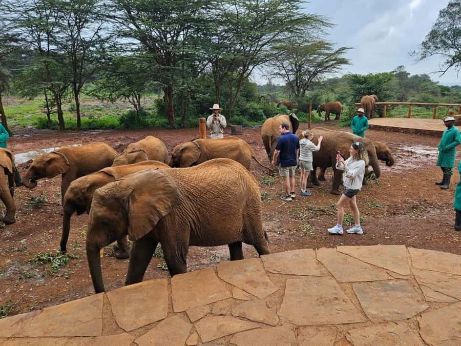 Nairobi Park, Giraffe & Elephant Orphanage with Museum Visit - Should you book this Nairobi Park, Giraffe and Elephant day trip?