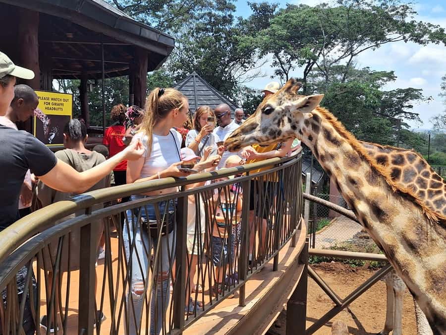 Nairobi Park, Giraffe & Elephant Orphanage with Museum Visit - Nairobi National Park morning game drive, lunch break, and camel ride time
