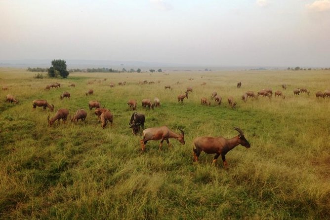 Nairobi park, steamark birds, Girraffe center & bomas - Bomas of Kenya: ethnic dances and village life in enclosed homesteads