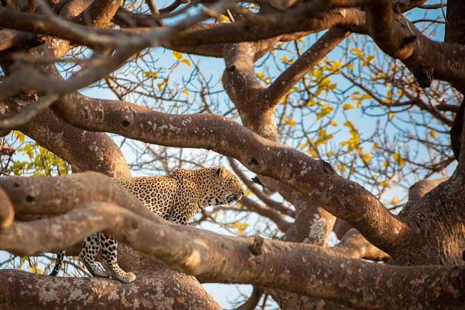 Nairobi park, steamark birds, Girraffe center & bomas - Stedmak Gardens & Recreation Centre: animal spotting plus lots of birds in Karen