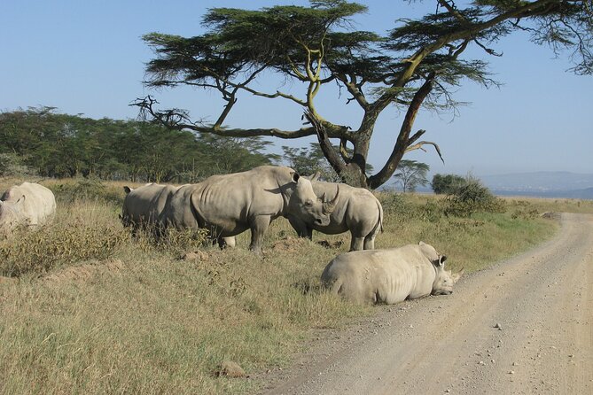 Nairobi Park Wildlife Safari - Animal Orphanage: the part that feels personal