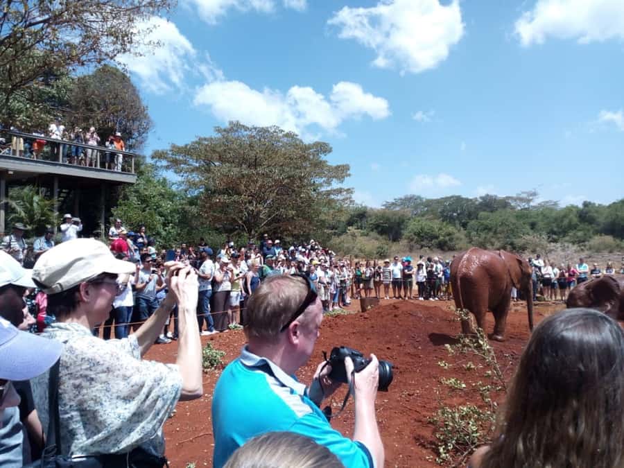 Nairobi: Private Elephant Orphanage Tour - Elephant adoption education: what you’re actually supporting