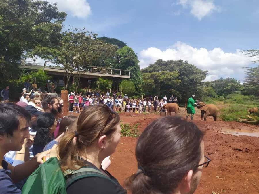 Nairobi: Private Elephant Orphanage Tour - Getting close to baby elephants, safely and responsibly