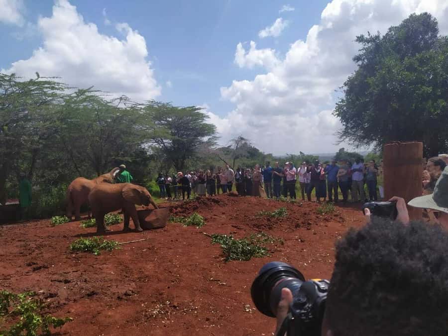 Nairobi: Private Elephant Orphanage Tour - Optional lunch and the return to your lodging