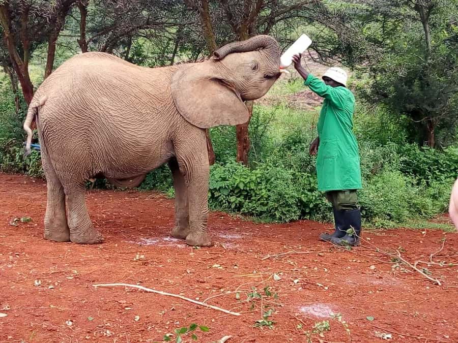 Nairobi: Private Elephant Orphanage Tour - What’s included, and what to expect from the team