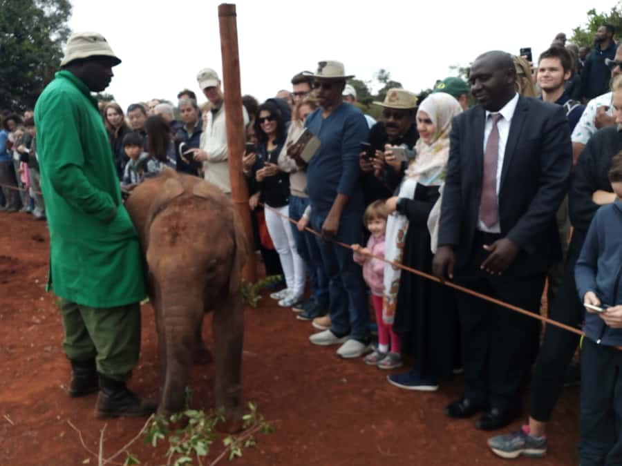 Nairobi: Private Elephant Orphanage Tour - Your schedule: the one-hour intro and the elephant time