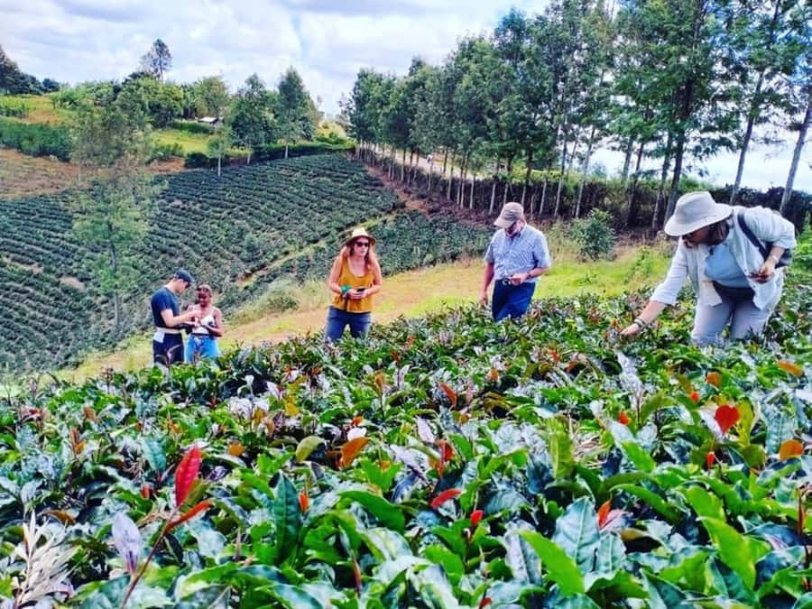 Nairobi: Purple Tea Farm Gatura Greens Day Trip - Road trip to Gatura Greens, with a driver who keeps things easy