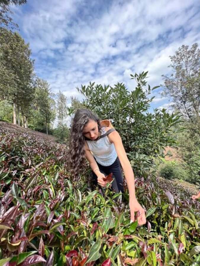 Nairobi: Purple Tea Farm Gatura Greens Day Trip - Tea picking in the field: your hands, your leaves, your story