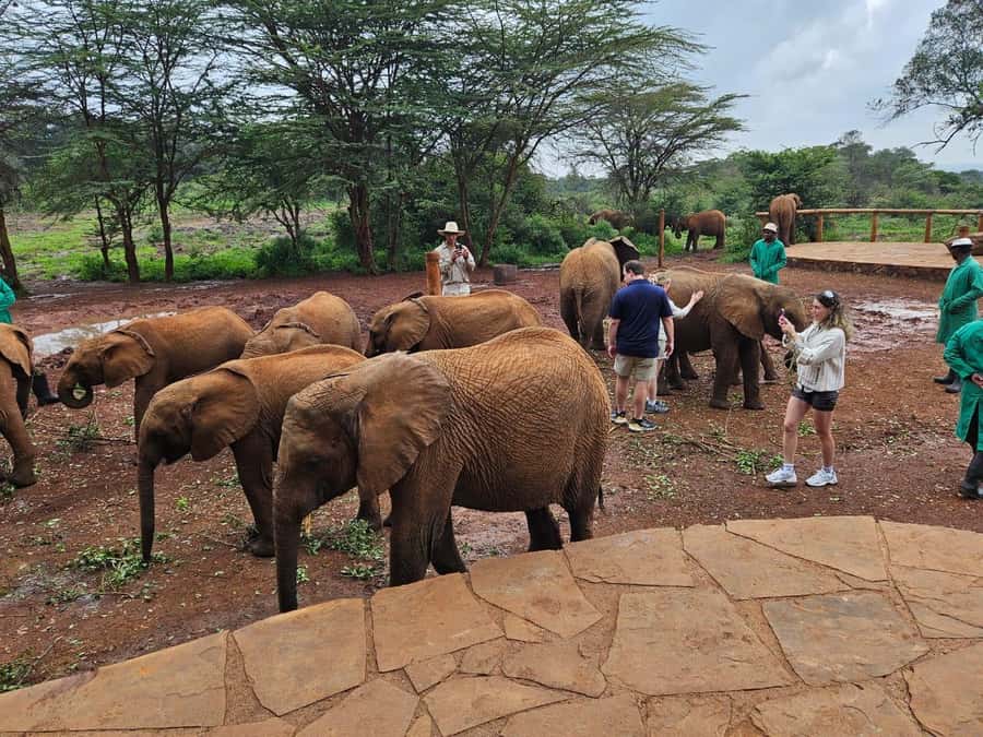 Nairobi’s Best:Elephants,Giraffes Center & Karen Blixen Tour - Key Things That Make This Nairobi Tour Worth It