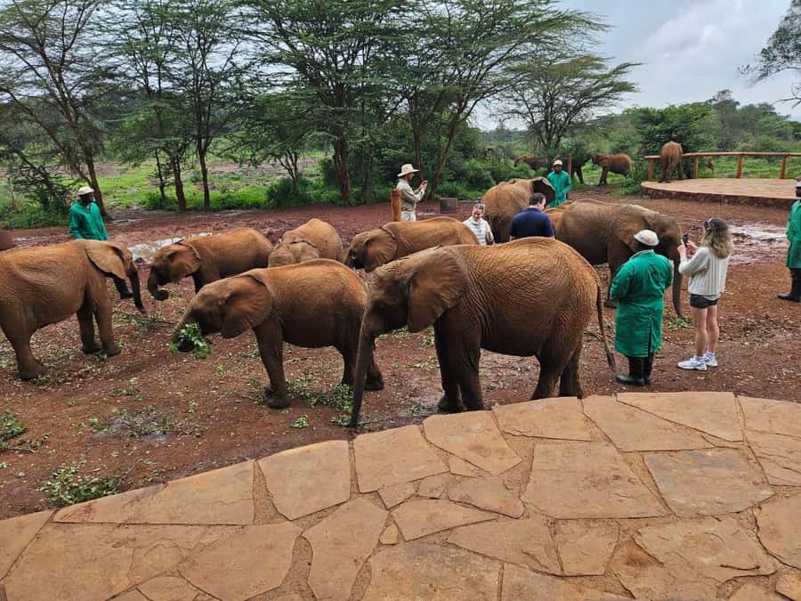 Nairobi’s Best:Elephants,Giraffes Center & Karen Blixen Tour - Who This Tour Fits Best (And Who Might Want Something Else)